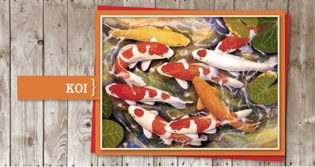 Koi